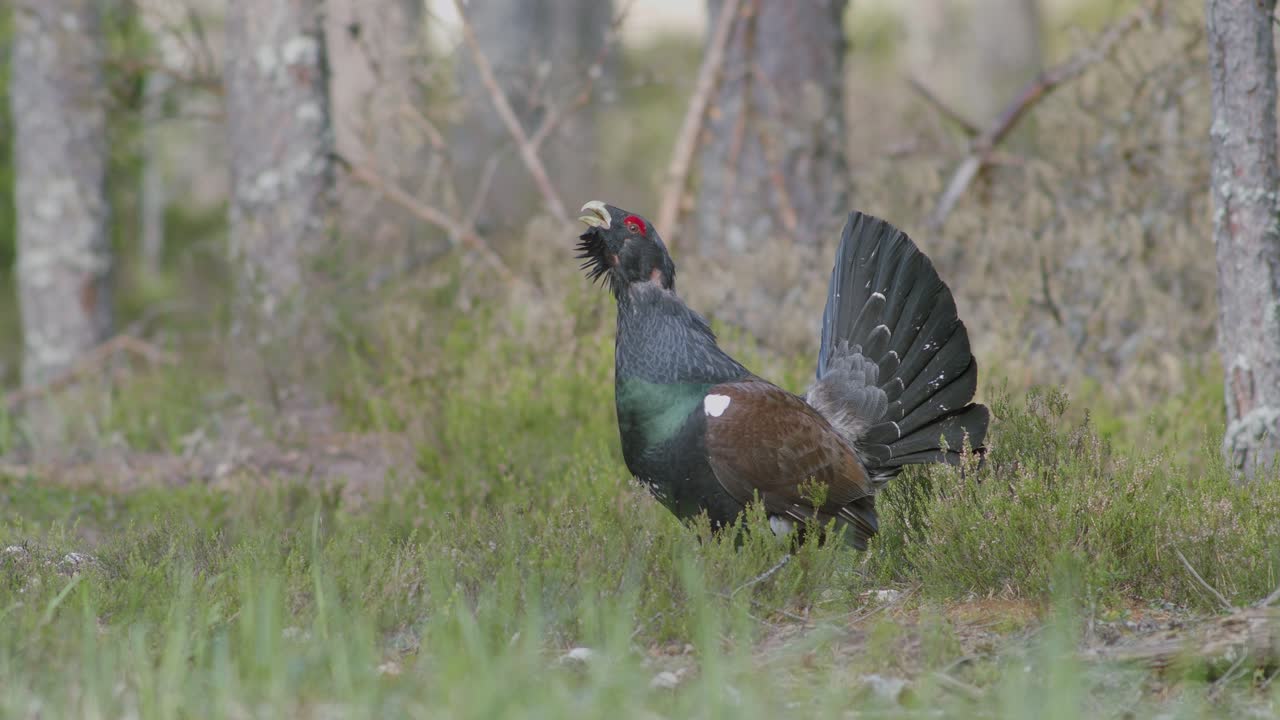 el macho de capercaillie occidental se alojó en el sitio de lek en la temporada de lekking cerca en la luz matutina del bosque de pinos
