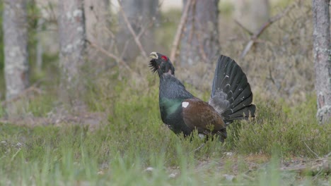 male western capercaillie roost on lek site in lekking season close up in pine forest morning light