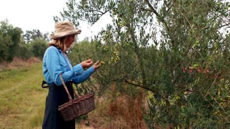 Woman-harvesting-olives-from-tree-4k