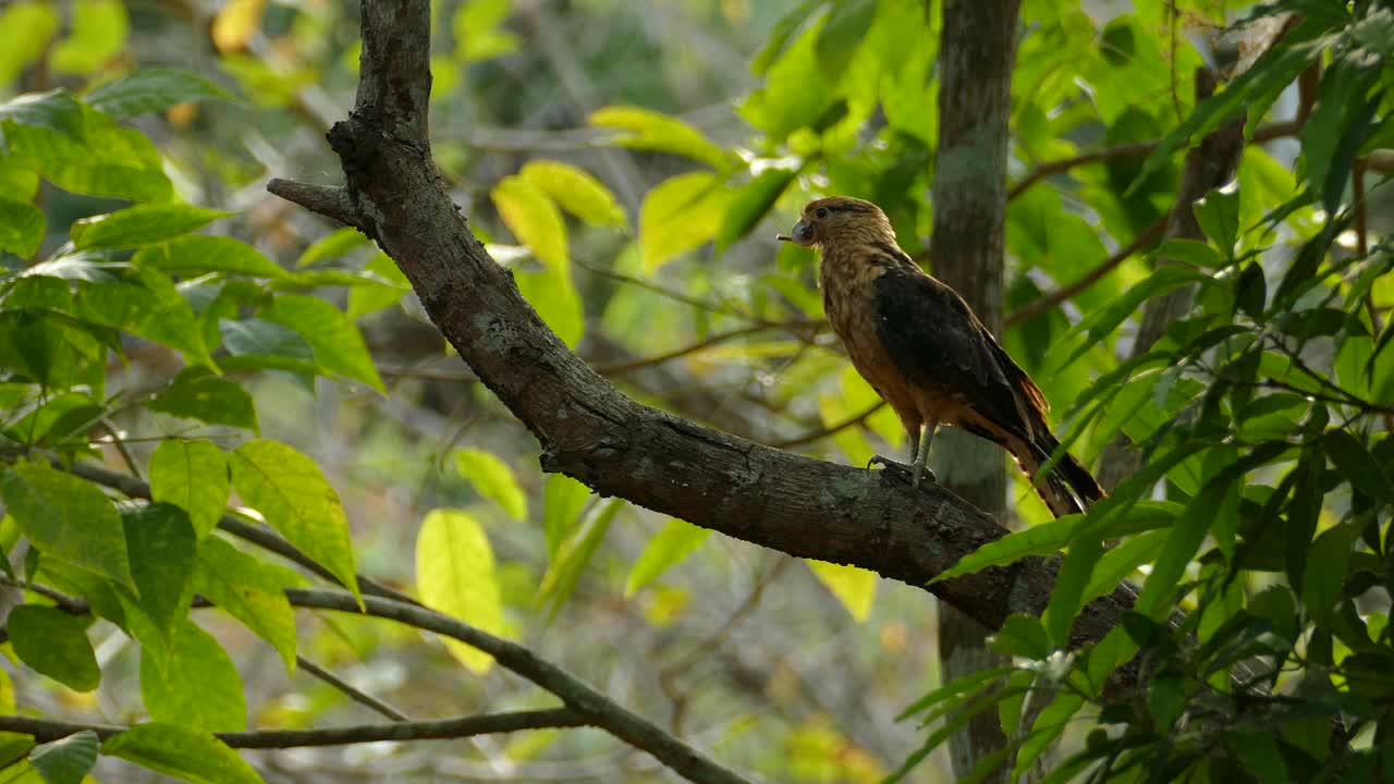 ave de rapiña con deformación de pico volando lejos de una rama de árbol, en un bosque tropical panameño