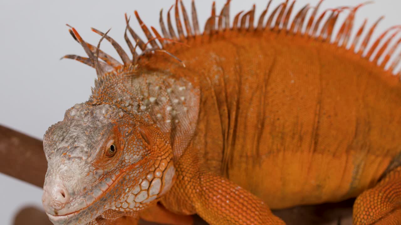 Una iguana naranja vibrante reposa sobre una rama con un fondo blanco y luz de estudio