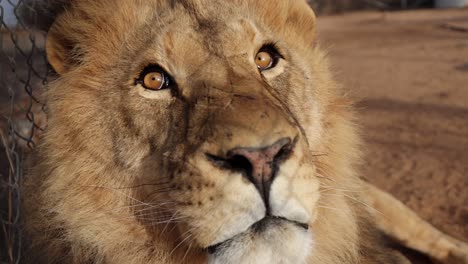 lion in wildlife game reserve looking around slomo closeup