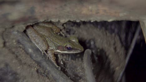 malayan white-lipped tree frog hiding among roots on the ground in jungle and jumping away