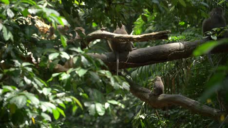 small monkey leaping from branch to branch