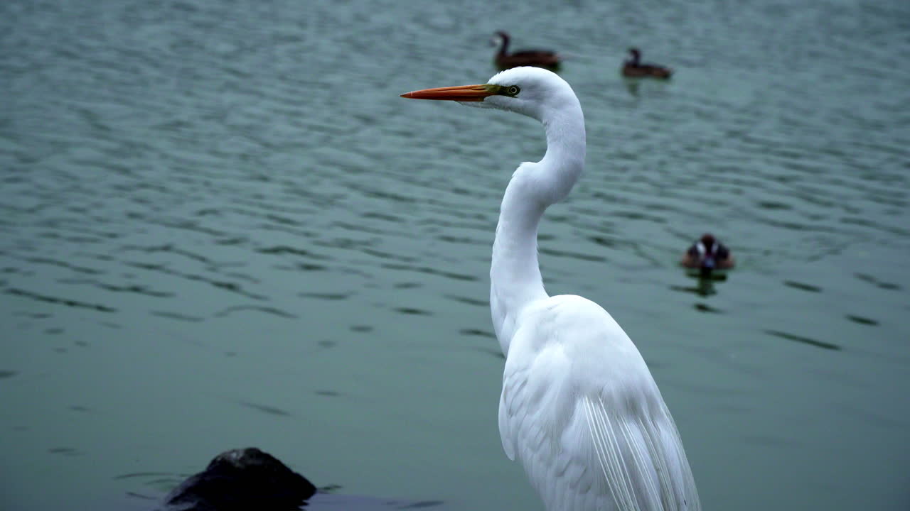 высокая большая цапля наблюдает за окружающей природой над озером с плавающими утками на заднем плане со статичным кадром ла-молина, лима, перу