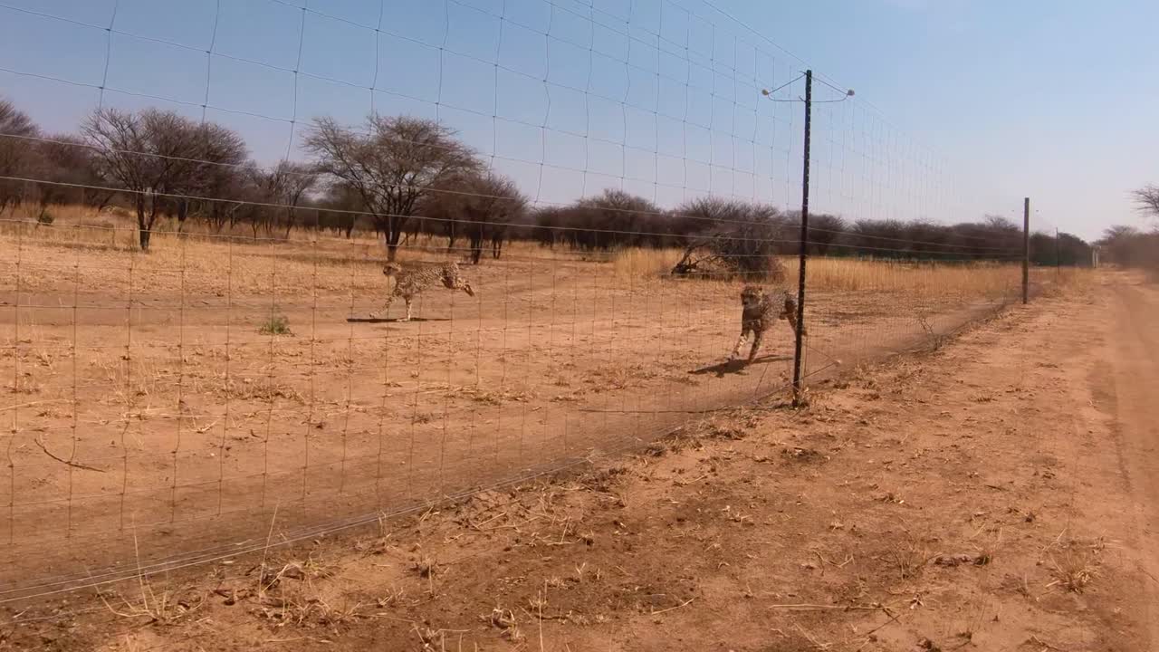 tres guepardos africanos corren a cámara lenta detrás de una cerca en un centro de rehabilitación de guepardos en áfrica