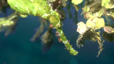 Cámara-Lenta-Cerca-De-Una-Hoja-De-Pez-Aguja-Bajo-El-Agua