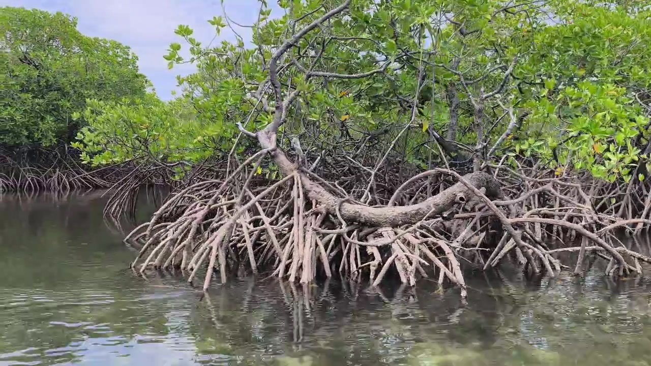 Una rigogliosa foresta di mangrovie prospera lungo la costa. Agisce come una barriera naturale contro le onde per prevenire l'erosione. Questo ecosistema unico fornisce un ricco habitat per flora e fauna.