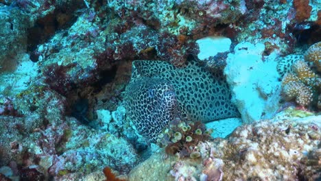 big leopard moray eel from front view