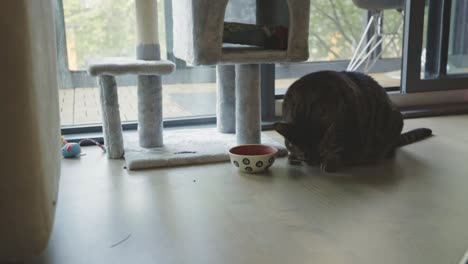 Gato-Atigrado-Comiendo-Comida-Para-Gatos-De-Un-Tazón---Cerrar