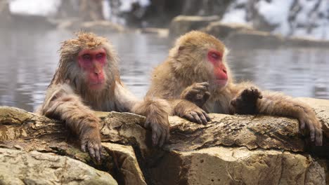 Yamanouchi-Monkey-Park-in-Jigokudani,-Nagano,-Japan