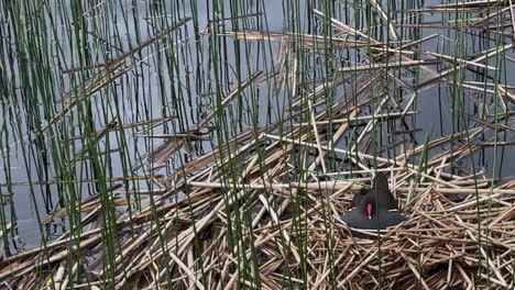 Moor-hen-sits-on-reed-nest-in-wetland-pond,-tiny-chick-pokes-head-out