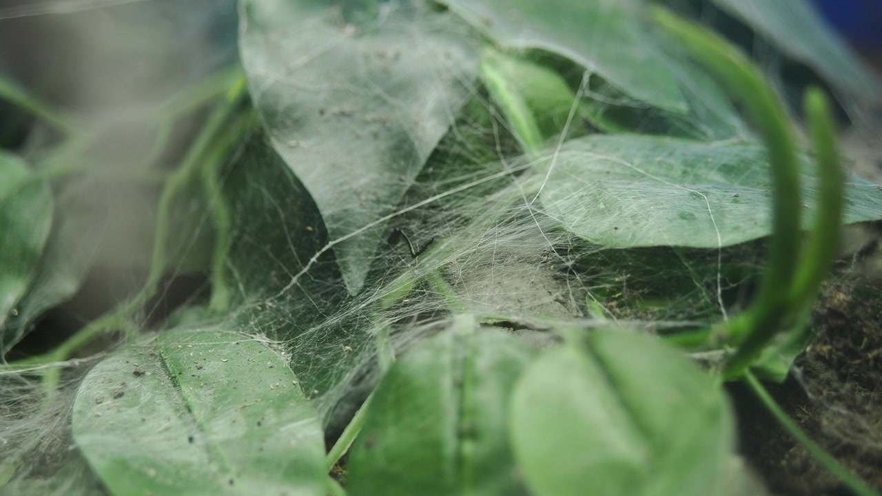 Small Spider Crawling on Web Between Green Leaves