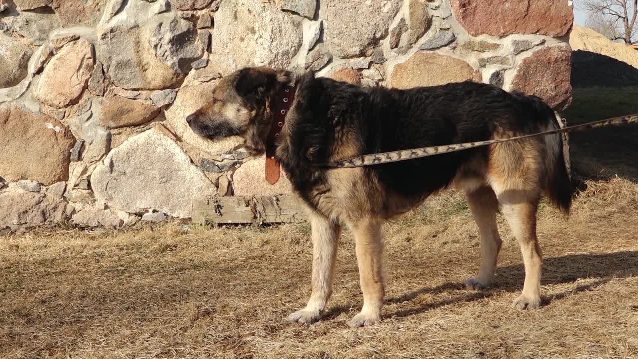 Medium-sized mixed breed dog with black and tan fur standing on dry grass, tethered with a chain near a rustic stone wall in warm sunlight
