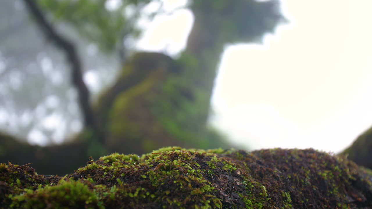 Albero fatato, foresta, bosco, muschio di Fanal Madeira, primo piano, nebbia, foschia, nuvoloso, misterioso, fantasy, piovoso, 4K