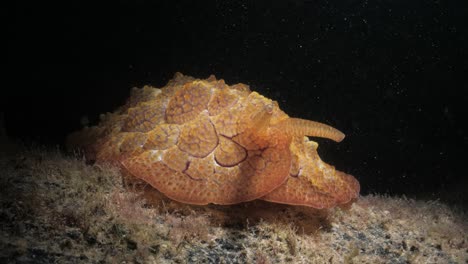 iluminación creativa de una criatura marina de apariencia única descubierta en un buceo nocturno.