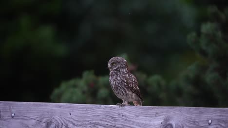 Un-Pequeño-Búho-Sentado-En-Una-Cerca-De-Madera-Vuela,-Cierra