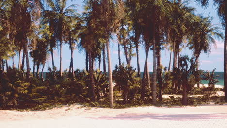 playa tropical con palmeras