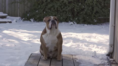 closeup shot of adorable male english bulldog sitting in snow covered backyard in winter