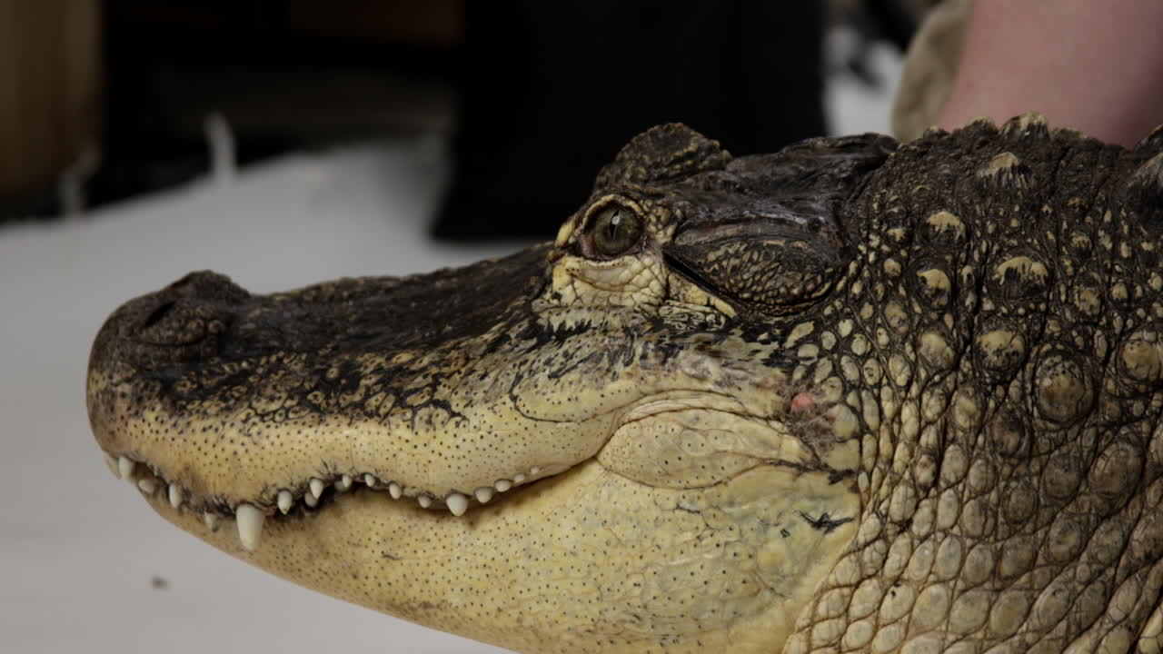 caimán americano tratando de alejarse de los cuidadores de animales - cerrar la cara del caimán