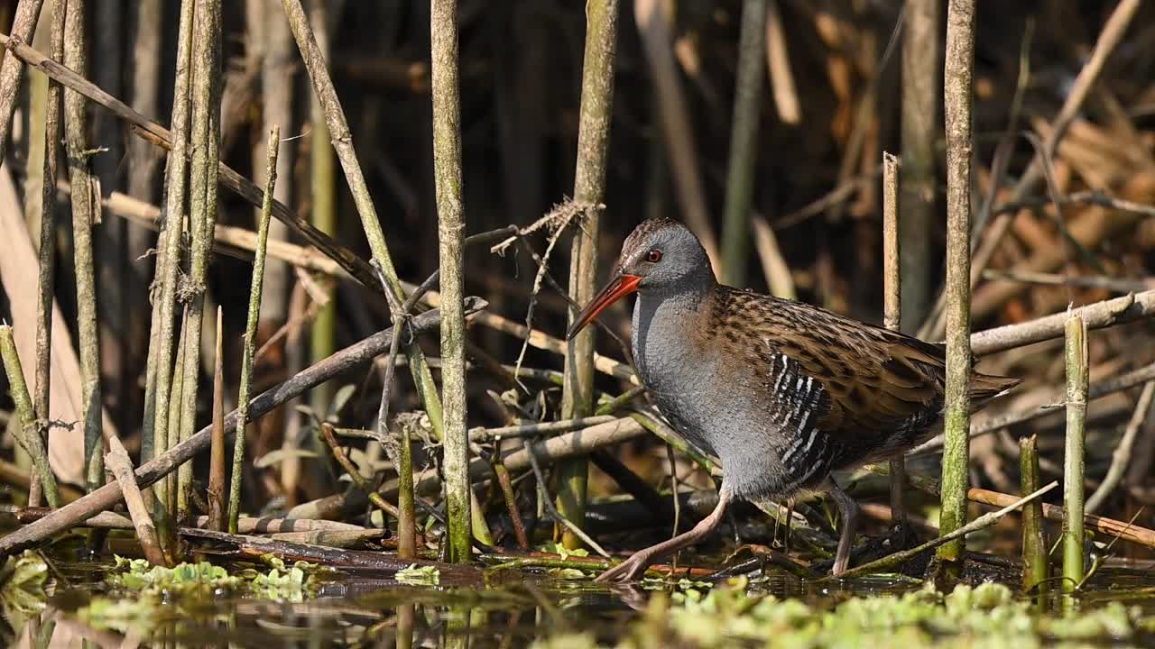 Scena na płytkich mokradłach przedstawiająca naturalnie polującego wodnika zwyczajnego.
