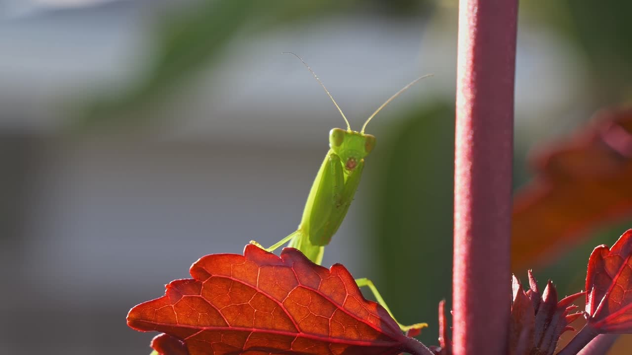 Mantis religiosa posada, insecto carnívoro. Toma con enfoque selectivo