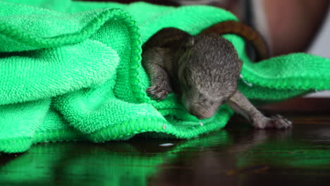 volunteer girl feeding new born squirrel at wild animal shelter in thailand