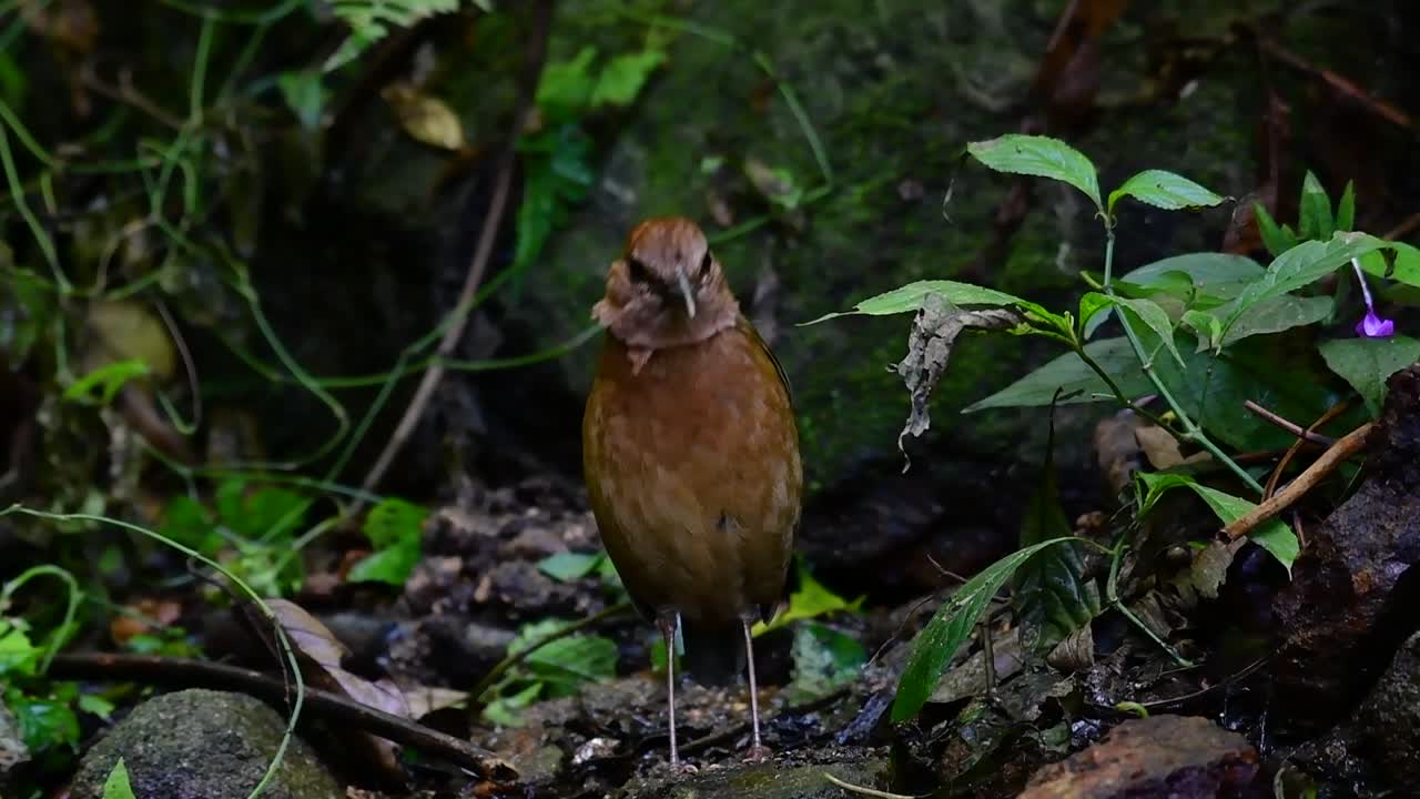 la pitta de nuca oxidada es un ave confiada que se encuentra en hábitats de bosques montañosos de gran altura, hay muchos lugares en tailandia para encontrar esta ave