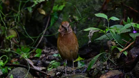 the rusty-naped pitta is a confiding bird found in high elevation mountain forests habitats, there are so many locations in thailand to find this bird