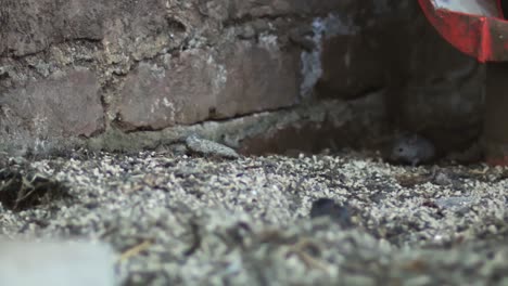 ratón doméstico alimentándose en el jardín de la casa