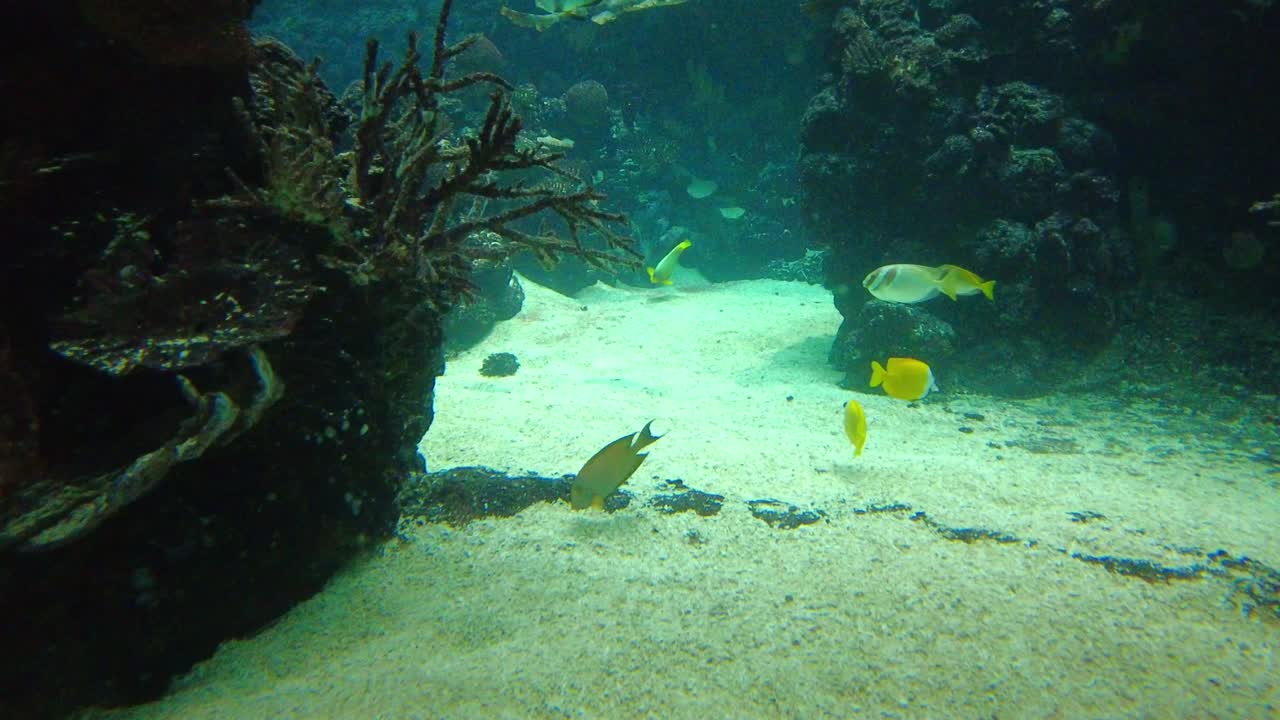 foxface rabbitfishes y bluespine unicornfish nadan en el acuario de agua de mar de burgers ocean en el zoológico royal burgers en países bajos