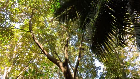 lush canopy with sunlight filtering through leaves