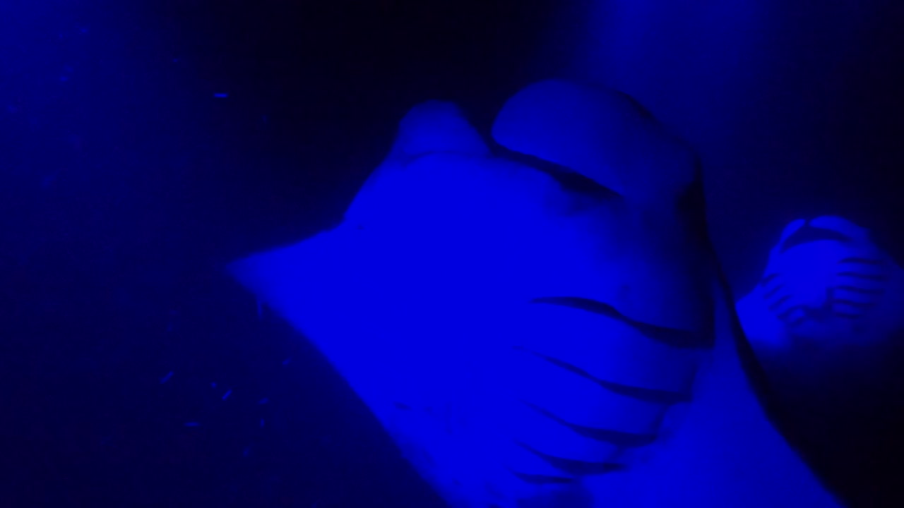 mantarrayas gigantes nadan bajo la luz azul en el océano por la noche
