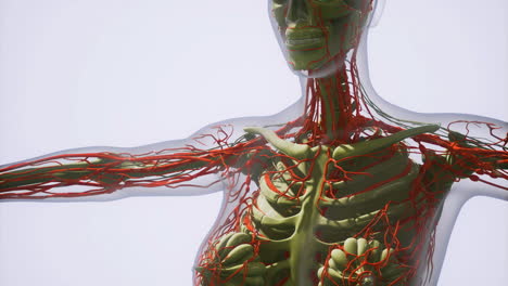 human anatomy: skeletal and vascular systems