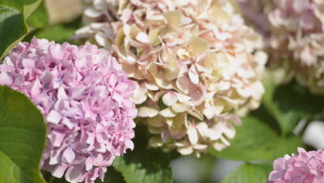 abeja recogiendo polen en una hortensia