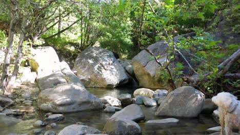 Slow-Vista-Aérea-Through-A-Green-Forest-Waterfall-Environment-And-Dog-Suggests-Wilderness-Santa-Ynez-Mountains-California