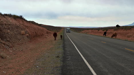 LKW-Nähert-Sich-Auf-Dem-Highway-95-In-Utah-Mit-Kühen-Am-Straßenrand-Tagsüber