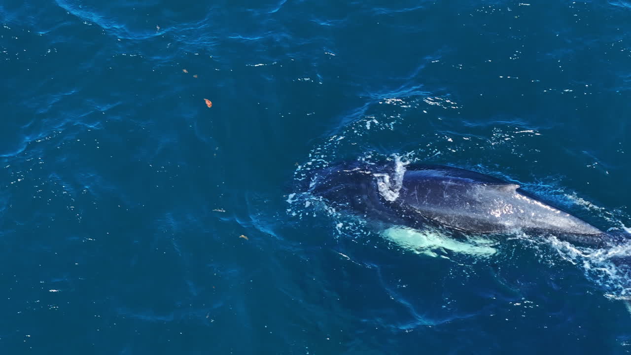 Humpback whales in blue ocean water surface of Samana Bay