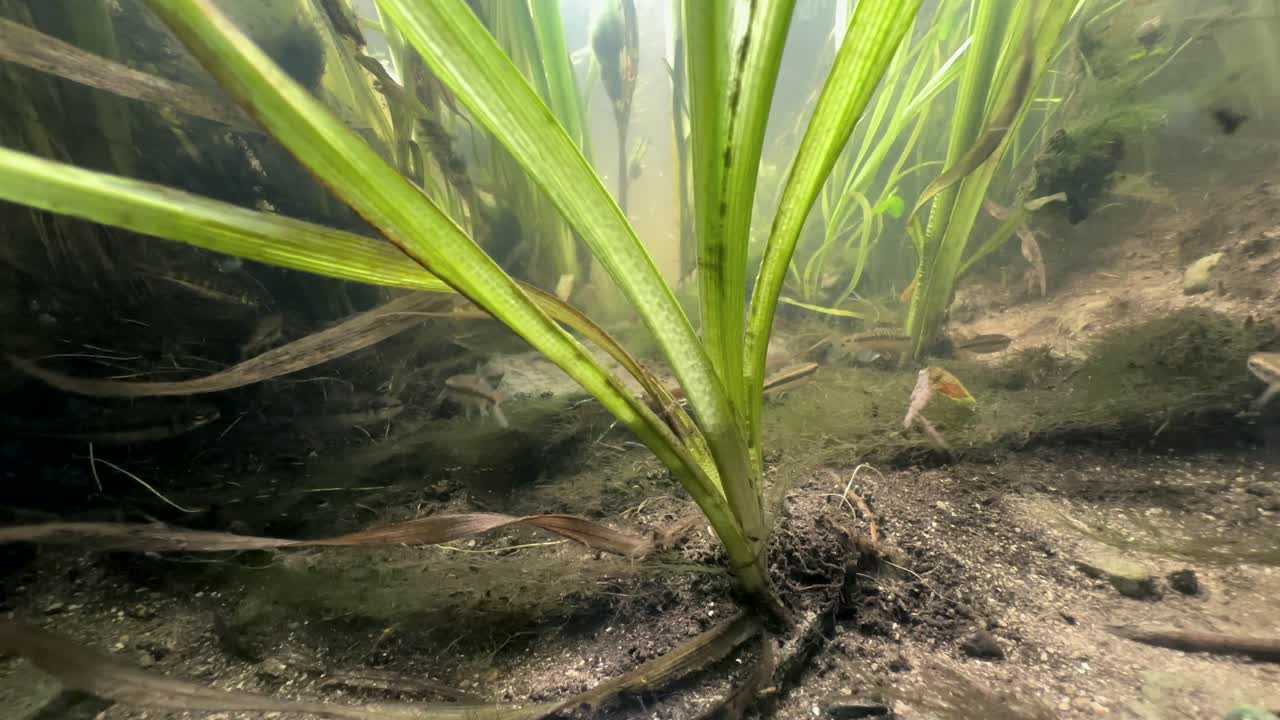 Close-up view of Eurasian minnows (Phoxinus phoxinus) among aquatic plants in a shallow stream
