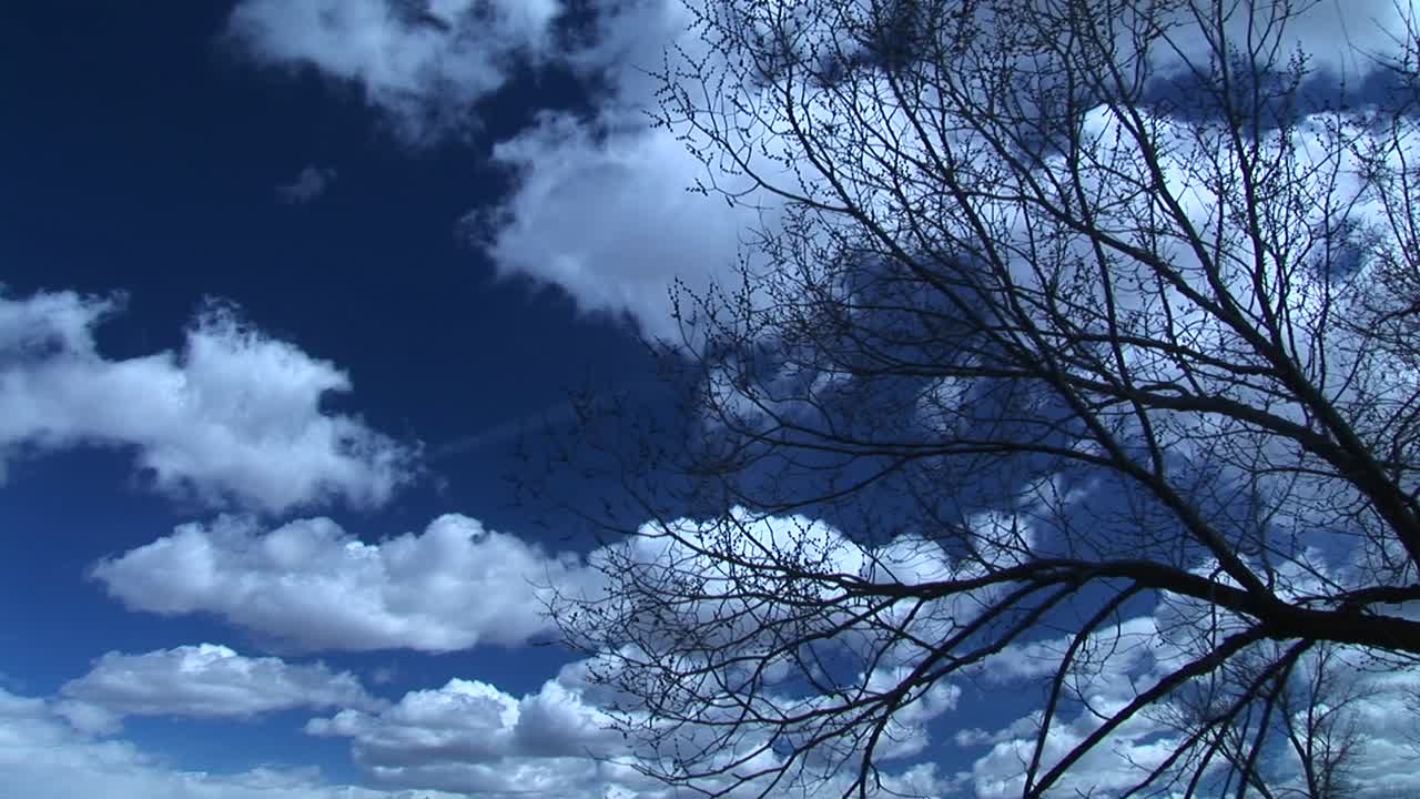 부드러운 바람에 흔들리는 잎이 없는 나무 위 구름으로 가득 찬 하늘의 중간 샷