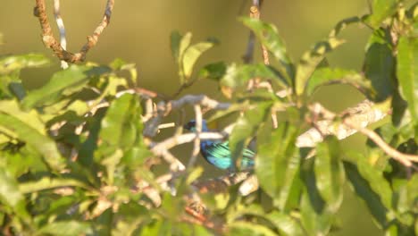 blue-and-black tanager scours treetop foliage, its vivid plumage catching light in peru’s rainforest.