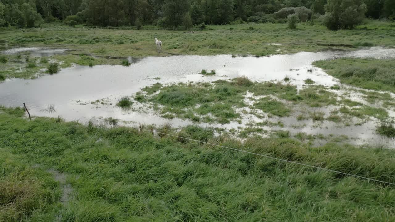 White Horse in a Flooded Field