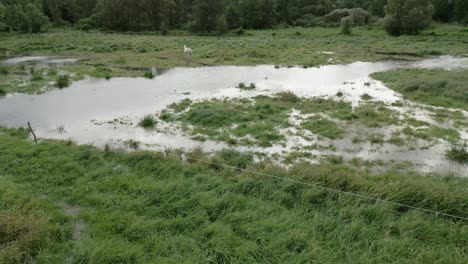 white horse in a flooded field