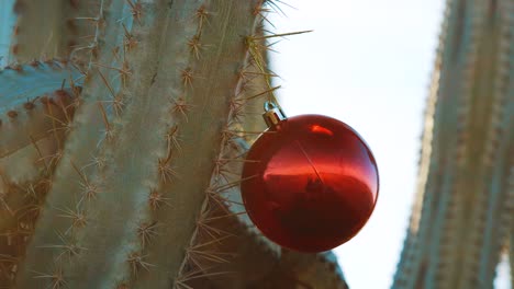 Curacao---Rote-Weihnachtskugel,-Die-Als-Weihnachtsdekoration-An-Einem-Sonnigen-Tag-Am-Kaktusrücken-Hängt---Nahaufnahme