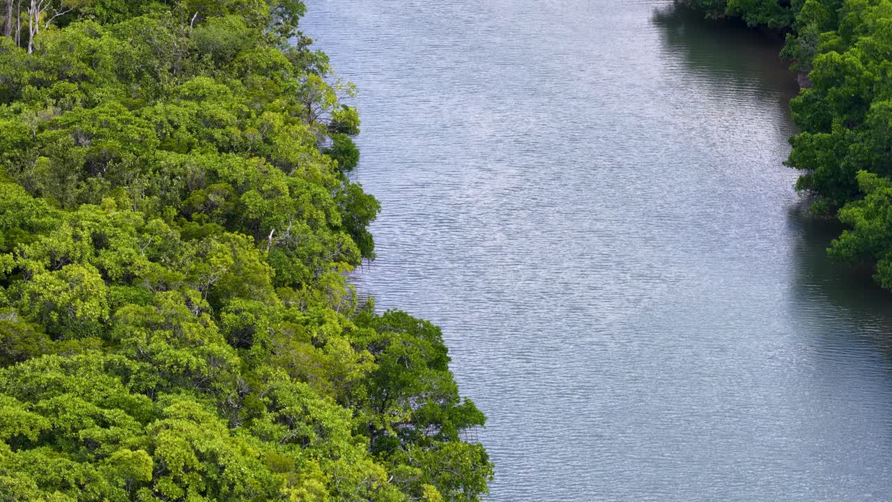 Drone glides above dense rainforest canopy and winding river in Port Douglas, Australia. Overcast daylight, smooth aerial movement, lush green foliage, tranquil natural setting