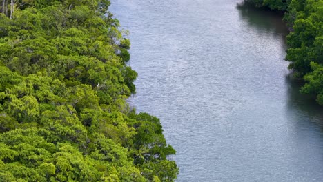 drone glides above dense rainforest canopy and winding river in port douglas, australia. overcast daylight, smooth aerial movement, lush green foliage, tranquil natural setting