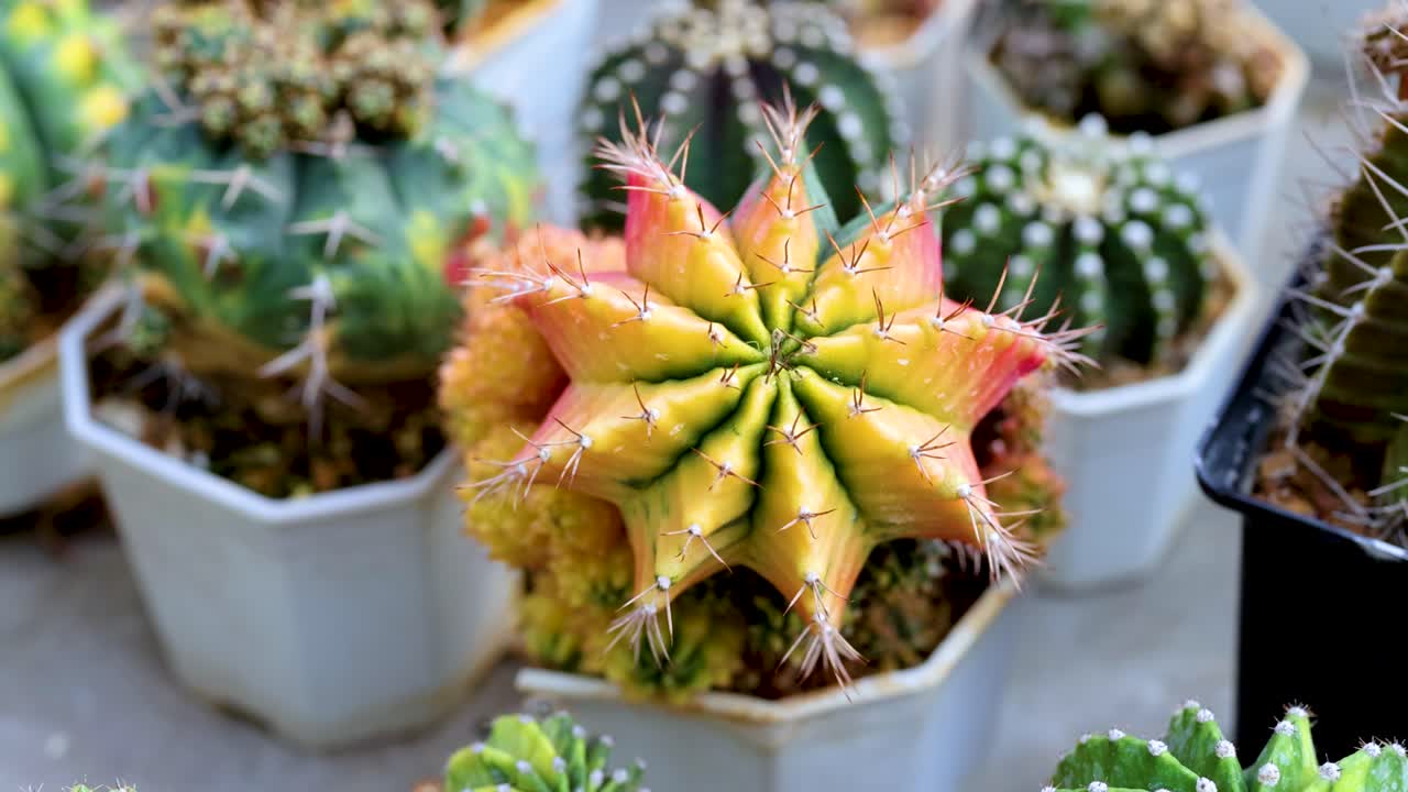 방의 떠다니는 시장에서 다양한 모양과 색을 보여주는 테일의 활기찬 컬렉션