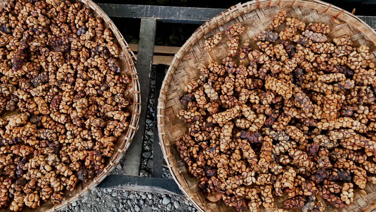 panorama de cerca de los famosos granos de café kopi luwak secándose en la canasta