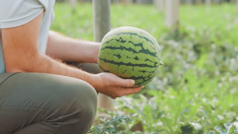 farmer holding freshly harvested watermelon in greenhouse