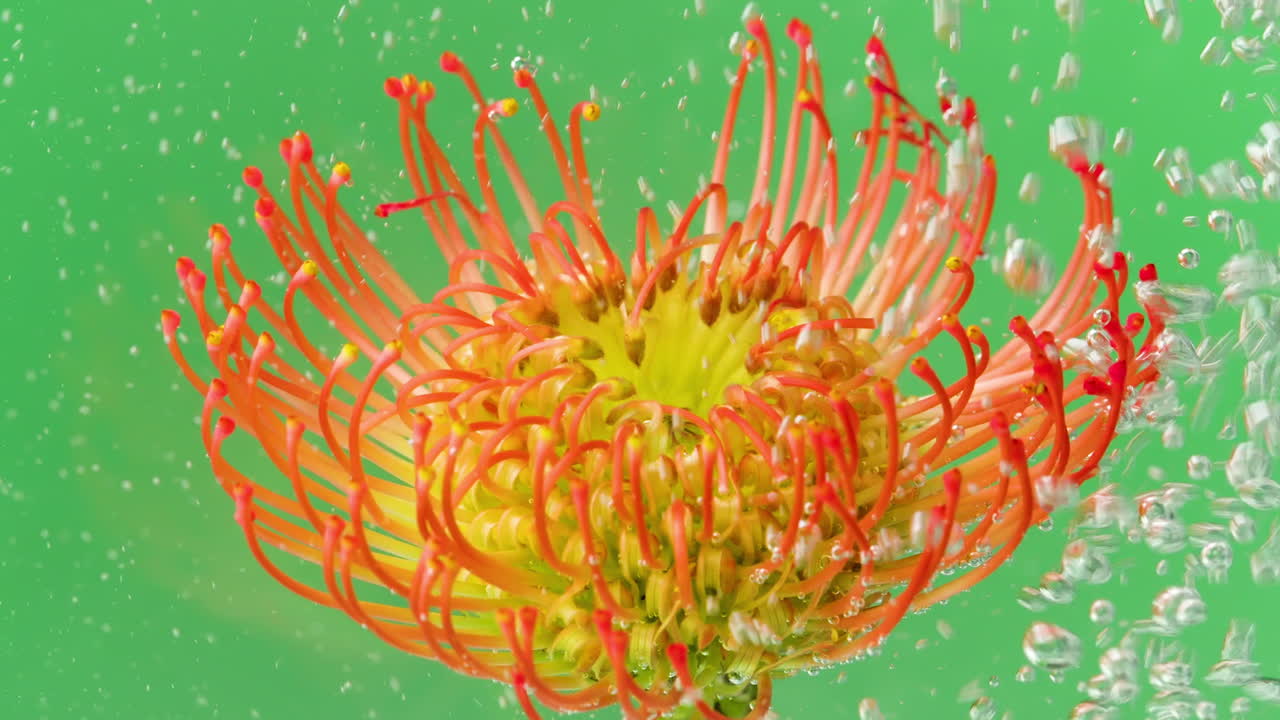 핀 쿠션 프로테아 (pincushion protea) 는 거품이 있는 물에 여 있다.
